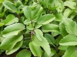 Earth Angels Bryophyllum Pinnatum/Patharchatta PlantPathar Kuchi PlantLive Patharchatta/Bryophyllum Pinnatum/Miracle Leaf/ Panfuti Plant for Kidney Stone Removal Medicinal Ayurvedic Plantt / Size 18 to 24 Inches / 1 Healthy Medicinal Plant CF_11