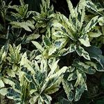 Kapebonavista Codiaeum Andrew Croton Plant