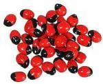 NISARG ORGANIC FARM Red Gunja Seeds I Laal Chirmi Beej I Gulaganji I Rosary Pea I Good for Wealth Benefit I for Lakshmi Upasna Sadhna Gurivinta Seeds - 21PCs