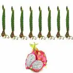 Cloud Farm Hybrid Dragon Fruit Cuttings with Plenty of Roots from Fruit Bearing Trees-Pink Skin With White Flesh [Pack of 8]