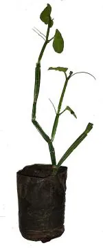 ADITYA GREEN PLANTS AGP Green Adamant Creeper Medicinal Live Plant