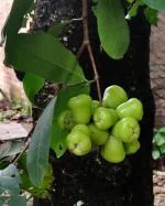 Cloud Farm Syzygium Rose Water Apple Wax Apple Java rose apple Jamrul Fruit Healthy Plant[CF2031]