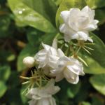 PLATONE Mogra Flowering Plant_Mogra Plant RB hjgj(x09