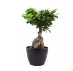 The Bonsai Plants The Bonsai Indoor Grafted Ficus Bonsai Tree 4 Year Old With Pot