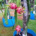 Baishnab Dragon TreeDragen PlantRED Variety Dragon Fruit plant (fruit color red pulp)
