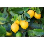 Cloud Farm Garden Rare Kagzi Nimboo - Kagji Lemon 1 Healthy Plant,CF_L113