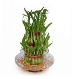 Abana Homes Glass 3 Layers Lucky Bamboo Plant With Pot