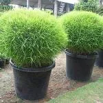 GREEN PETALS Green Decorative Grass Plant