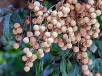 Platone Litchi PlantLichu PlantRare Dwarf Longan Fruit Plant, Thailand Variety Healthy Live Plant [CF3156]