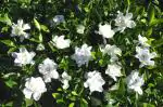 Plantzoin Gardenia Gandhraj Gardenia jasminoides Sugandharaj Live Plant