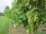 Platone Grape PlantAngur Planthybrid angur tree 221@ k
