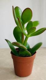 Cloud Farm Jade Healthy Plant Good Luck Plant [CF2031]