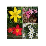 ANDHAGNAI GREENS Rain Lily/Zephyranthes Lily Imported Flower Bulbs (Pack of 10, Multicolour)