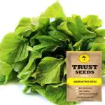 Trustbasket Multicolor Amaranthus Seeds Hybrid (1)