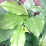 Plantzoin Fiery costus Insulin Chamaecostus cuspidatus Keukeuka Live Plant