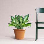 Trustbasket Brown Bhuvi Round Pots 10 (3)