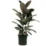 GLOBALPLANTS INDOOR RUBBER PLANT HHJ