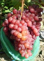 Kraft Seeds Sweet Manicure Finger Grapes Professional 15 Seeds