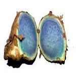 Kapebonavista Dry Black Turmeric Kali Haldi Krishna kedar Curcuma Caesia with Sprout Black Turmeric Rhizomes beautiful Blue Black Color 10 Pcs for Sprouting