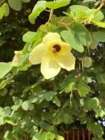 Cloud Farm Kanchan Bauhinia Acuminata Yellow Flower Plant [CF116]