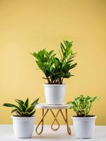 Nurturing Green Zz Plant, Snake Plant And Money Plant For Home Decoration (Combo Of 3)