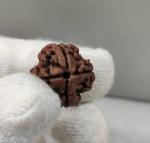 Feel Touch Mart 4 Mukhi Rudraksha Nepal Bead Recommend by Astrologer with Certified by Lab