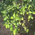 Kapebonavista Guggul Gugulipid Indian Bdellium Commiphora Mukul Caudate Asteraceae Commiphora Mukul Commiphora Wightii Mukul Myrrh Living Plant