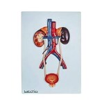 GVSSCO Anatomical Urinary System 3D Relief Model, Model On Base, Showing Kidney, Adrenal Glands, Ureter & Bladder, Supplied With Detailed Study Guide, Red