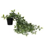 Kuber Industries Artificial Vine Plants with Pot|Natural Look & Plastic Material|Easy Home Décor with Small Size Pot|Size 27 x 75 x 7 CM, Pack of 1 (Green)