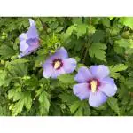 PYANABI BLUE HIBICUS FLOWER PLANT HYBRID GUDHAL TREE 17 INCH TEAL PB98