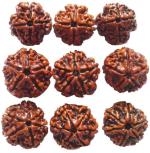 Shivoham 4 Mukhi, 5 Mukhi, 6 Mukhi Wooden Rudraksha (Pack of 9)