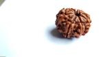 Feel Touch Mart 8 Mukhi (Eight Face) Nepal A8 Rudraksha Beads by Lab Certified