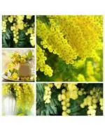 Golden Mimosa , Acacia Baileyana Yellow Flower Tree Seeds