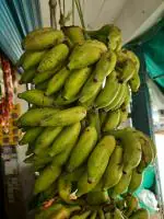 CooPany Yealakki/Ealaki Banana Live Plant - Rhizome Varity (Not Tissue Culture Plant) with Safe and Secure Packing