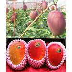 Cloud Farm Miyazaki Mango (Eggs of Sun) 1.5 Feet Japanese Taiyo no Tamago Mango Grafted 1 Healthy Plant CF_1001