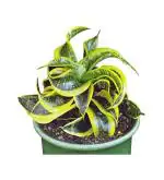 Sansevieria Tornado