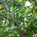 Plantzoin Beauty leaf Sultan champa Calophyllum inophyllum Polanga Live Plant