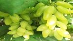 Corofitam Grape Plant Primrose Garden Rare Grape Fruit Plant