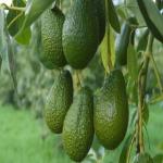 Cloud Farm Hybrid Choquette Avocado Plant- 200 mm CF07
