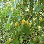 Kapebonavista Kaim Gulikadam mundi Mitragyna parvifolia plant