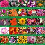 Greenery Hub Plant and Flower Seeds Combo for Home Gardening 1000 Plus Seeds (25 Per Packet)