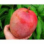 Cloud Farm Original Miyazaki Mango Grafted Healthy plant,Pack of 1 CF_1008