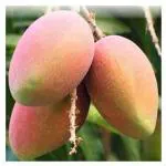 Cloud Farm Hybrid Lal sundari Mango Plant- 200 mm CF_O499