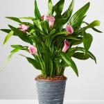EverSeh Live Pink Flower Peace Lily Indoor Plants for Living Room | Live Plants | Air purifier plants | Plants for Home Decor | Plants for Garden & bedroom With Pot