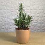 UNLIMITED GREENS Live Rosemary Plant With Plastic Pot Plant Color Green Size of Pot Diameter 4 Inch X Depth 4 Inch