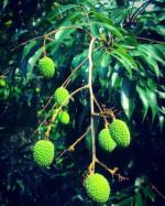 Cloud Farm Air Layered Hybrid Calcutta Litchi Plant Healthy Plant [CF401411]