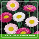 Farmgokart 200 Seed Pack Of ACROCLINIUM - MIXED Flower Seeds