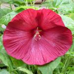 Cloud Farm Hybrid Gaint Red Mallow Hibiscus Plant - 200 mm CF_A185