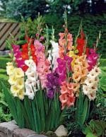 PARYAVARAAN Gladiolus Double Flower Bulbs Pack of 20 By PARYAVARAAN Mix Color