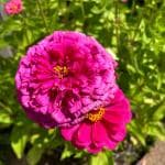 JIGNISHA SEEDS Zinnia Pink Color Flower Seeds For Home Garden Pack Of 30